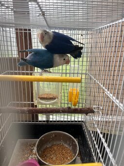 Agapornis fisher chovny par - 8