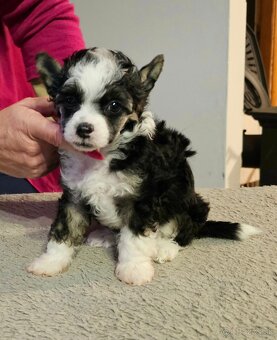 ČÍNSKÝ CHOCHOLATÝ PES/ labutěnka/naháč - 8