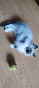 Ragdoll koťátka bez PP - 8