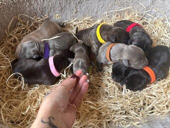 Americký stafordsirsky terier, Stafford, amstaf - 8