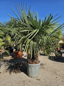 Citrusy palmy olivovniky bananovniky juky agave - 8