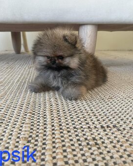 Pomeranian mini - 8