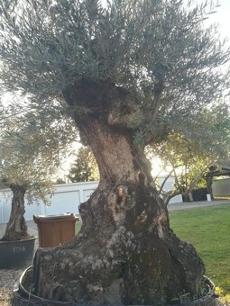 Olivovník bonsai - 8