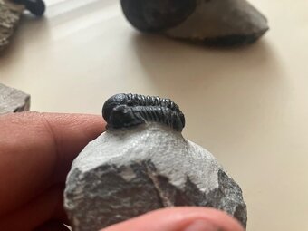 Fosília, skamenelina, trilobit - inzerát č.11 - 8