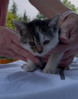Darujeme krásne mačiatka do dobrých rúk 🐾 - 8