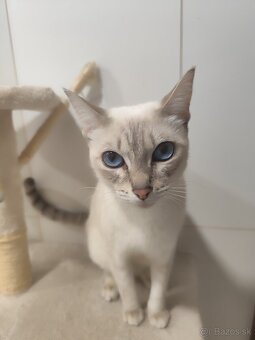 Siamské mačiatka na predaj (typ: Thai Ratana Eye Siami) - 8