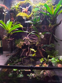 Predám terárium - 8