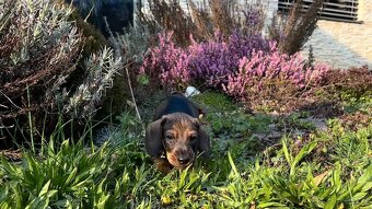 Jezevčík drsnosrstý trpasličí/králičí - 8