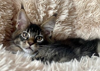 Mainská mývalia, Maine Coon , MCO s PP - 8
