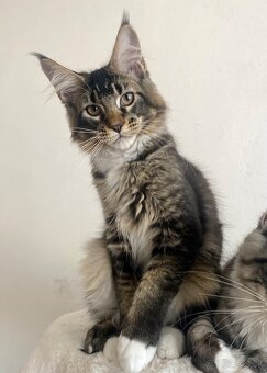 Mainská mývalia, Maine Coon , MCO s PP - 8