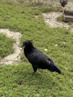 Predám Kohúty a sliepky AYAM CEMANI - 8