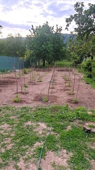 Predaj / rodinný dom s rozsiahlym pozemkom 2 341m² – Nitrica - 8