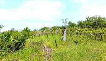 NA PREDAJ - vinice, obec Strekov, výmera 5659 m2 - 8