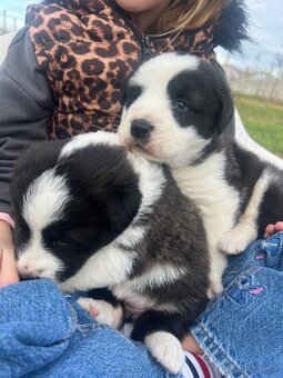 Stredoázijský ovčiak - 8