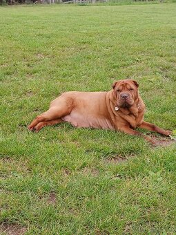 Luxusní stěňata šarpej, sharpei shar pei s PP - 8