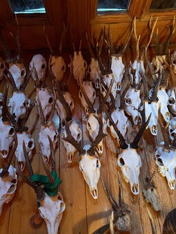 Poľovnícke trofeje - 8