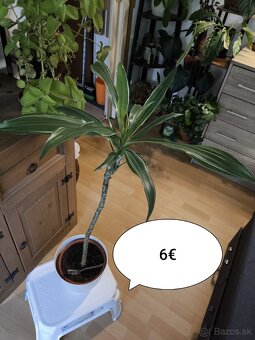 Izbové rastliny - 8