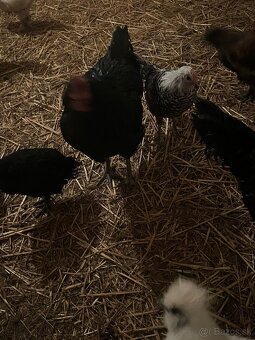 Predám kohútov - 8