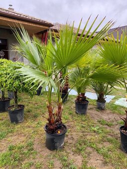 Stredomorské rastliny a palmy - 8