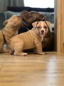 American Bully pocket - 8