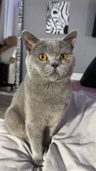 Škótske mačiatka - 8