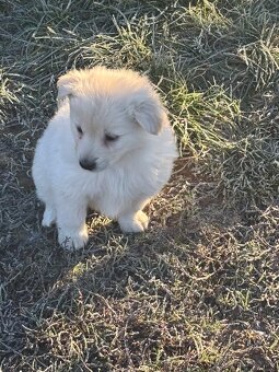 Šteniatka hľadaju domov - 8