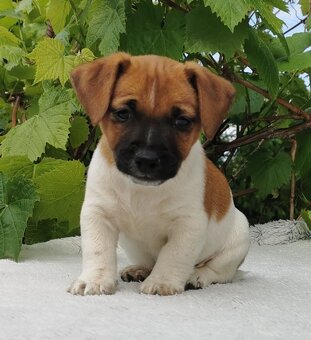 Jack Russel Terier - 8
