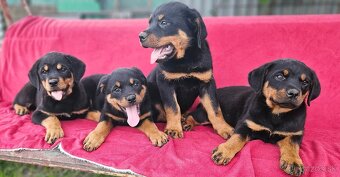 Rotvajler,rotveiler,rotvailer,rotwailer,rotweiler na predaj. - 8
