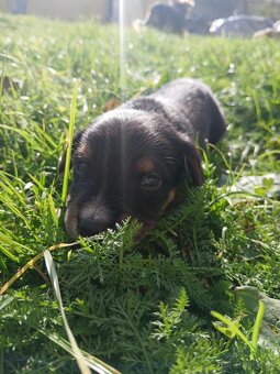 Ponúkam šteniatka. - 8