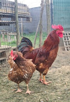 Ponukam nasadove vajicka - 8