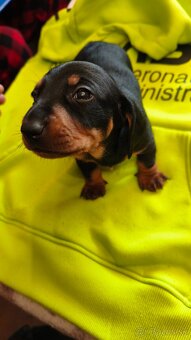 Jazvečík trpasličí - 8