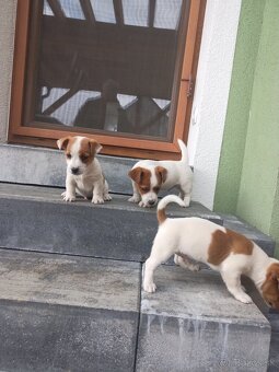 Jack Russell - 8