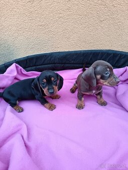 Jazvečík trpaslici - 8