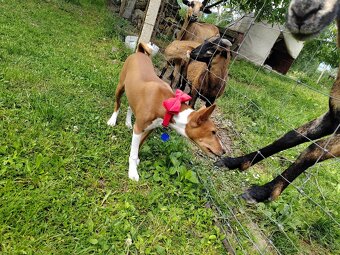 šteniatko basenji - 8