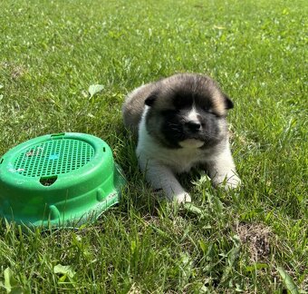 Americká Akita,Americka Akita - 8