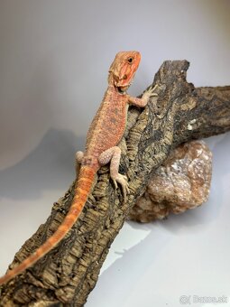 Agama bradatá - 8