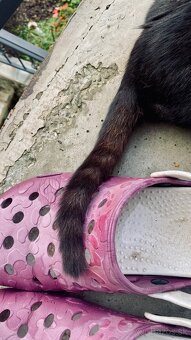 Darujeme mačiatka - 8