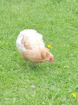Predám nasadové vajíčka araucana - 8