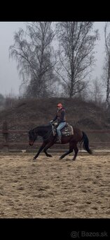 tréning koní - obsadanie - 8