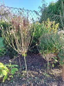 Ibištek sýrsky - stromček alebo krík - 8