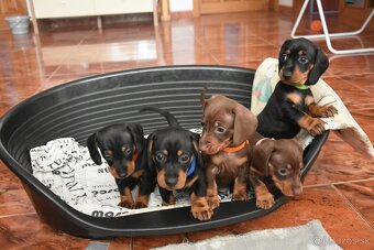 Jazvečík krátkosrsty trpaslíčí - 8