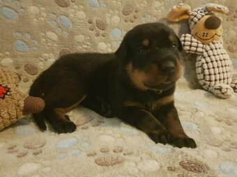Šteniatka plemena Beauceron (Berger de Beauce) - 8