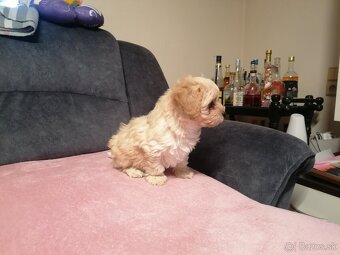 Predám šteniatka maltipoo. - 8
