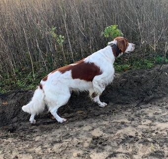 Írsky červenobiely seter - exkluzívne šteniatko - 8