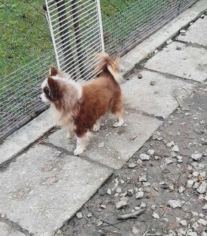 Čivava  ‐  dospelý  psík - 8