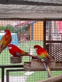 Prodám roselu gold gold opalin - 8