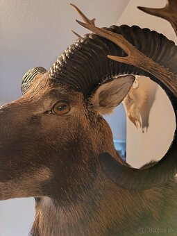 Na predaj – Taxidermy muflón - 8