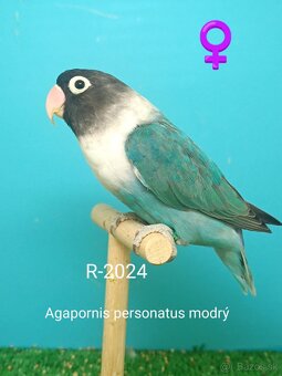 Agapornis - 8