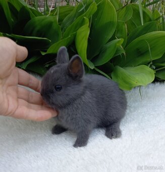 Mini zakrslé zajačiky s LO uškami. - 8