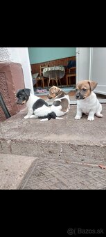 Jack Russel Teriér šteniatka - 8